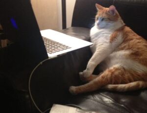 can genrodot game run on pc