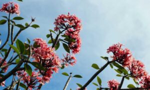 ginprokash industries ltd management