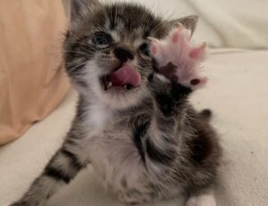 what zayepro pharmaceuticals ltd about